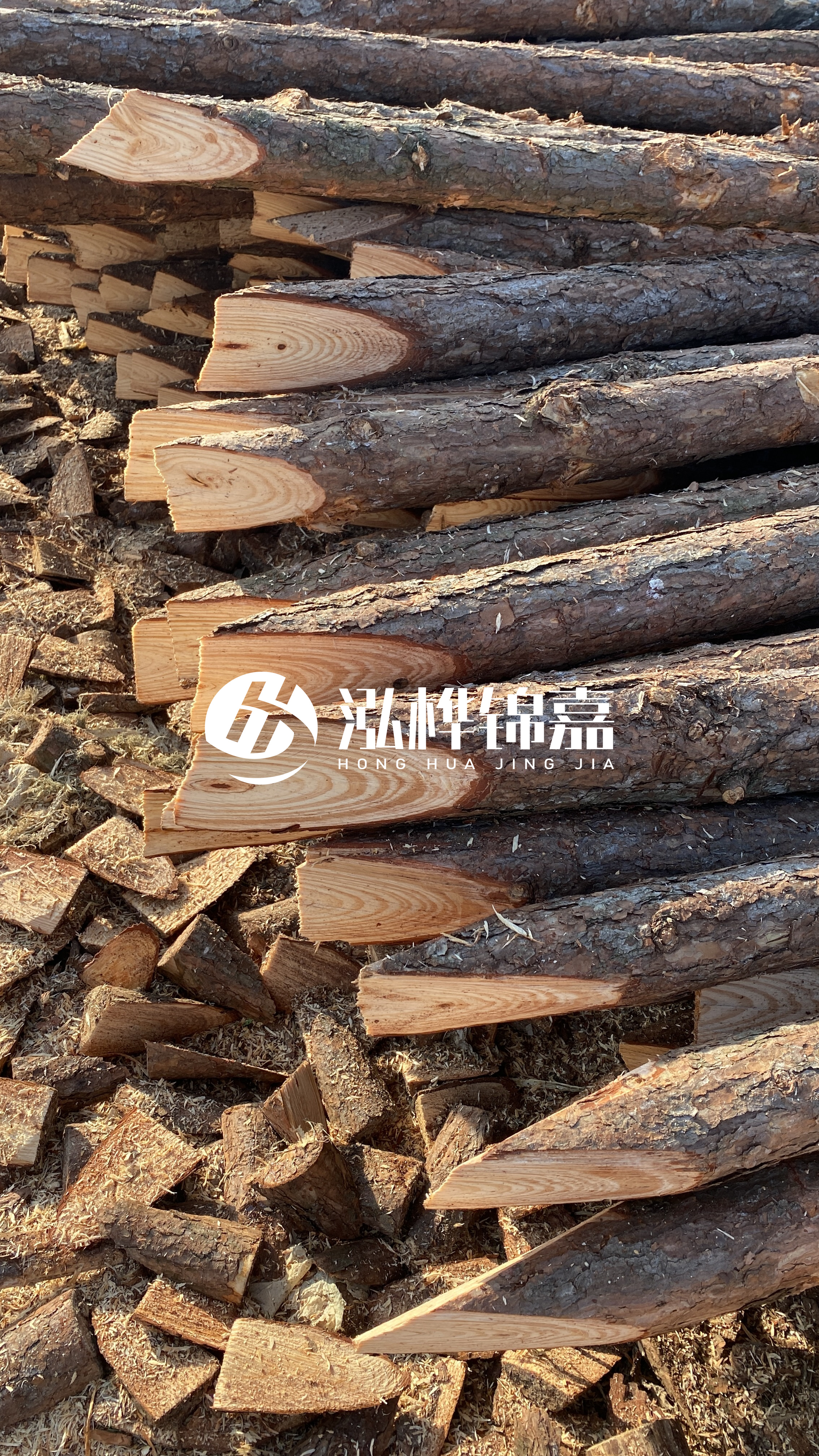 松木樁怎么分辨好壞？學(xué)會(huì)這幾招，輕松分辨松木樁好壞不踩雷！